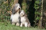 BEARDED COLLIE 388